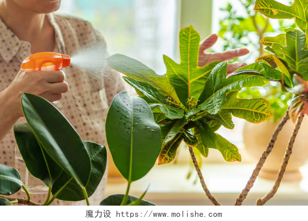 一个男人拿着水壶在喷纸雌手喷雾与水绿叶的科迪欧姆变形金刚花,克罗顿花.植物学业务。室内阳光下窗台上的盆栽新鲜植物.